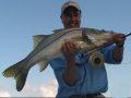 Giant Fort Myers Snook Caught Fly Fishing